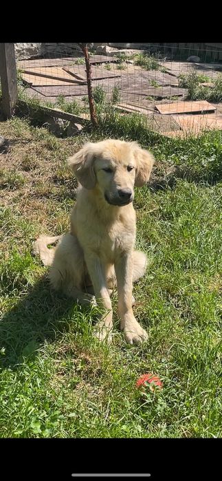 ofer spre adoptie doua cateluse talie mare de 9 luni