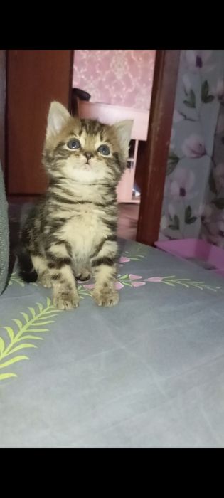 Шотланские 1, месяцев.