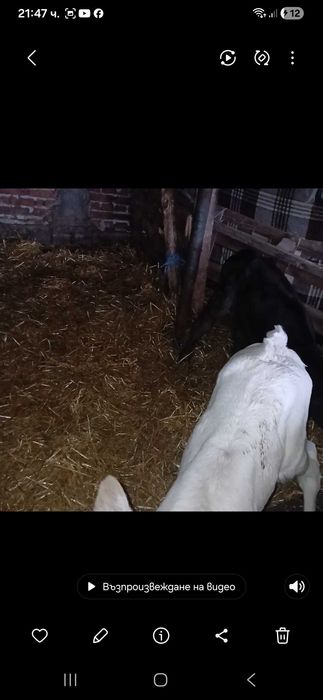 Телета Сукалчета