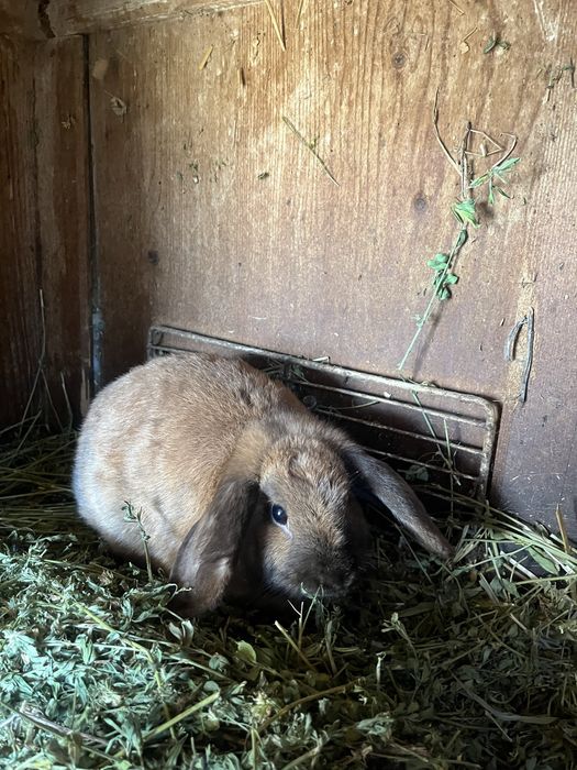 Iepuroaice Rex pitic și Holland lop ! Citiți descrierea !