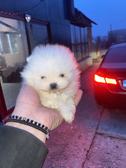 Pomeranian mini toy