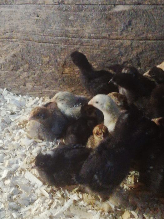 Продам цыплят разных пород