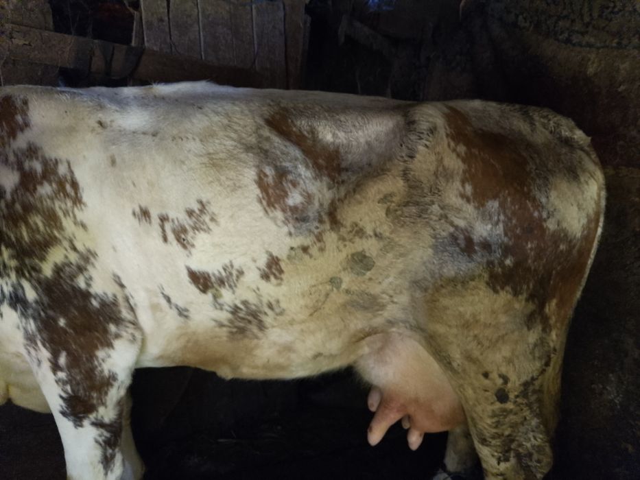 Vând vacă tânără bună de lapte văd că nu are vițel dar are lapte în jur de 20 l la zi