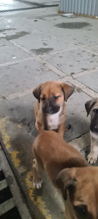 Отдам щенят, на охрану, или на частную территорию.