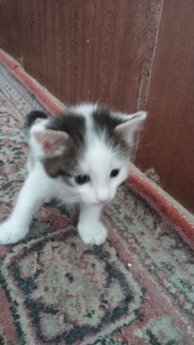 Кошка бесплатно возможно.