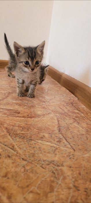 Отдам в добрые и ответственные руки