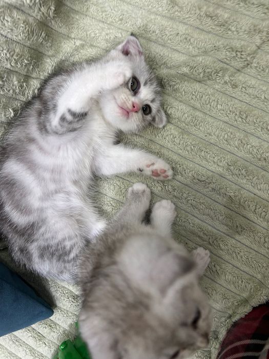 Котята шотландские