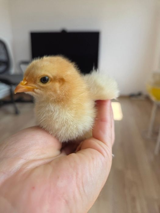 Pui de găină diverse rase,amestecate