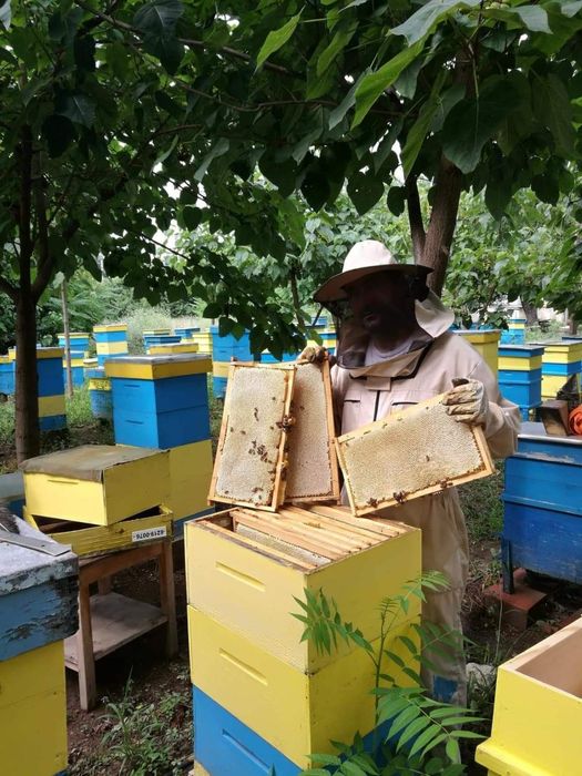 Пчелна пита с мед / мед в пита /  мед с разпечатка РЕКОЛТА 2025