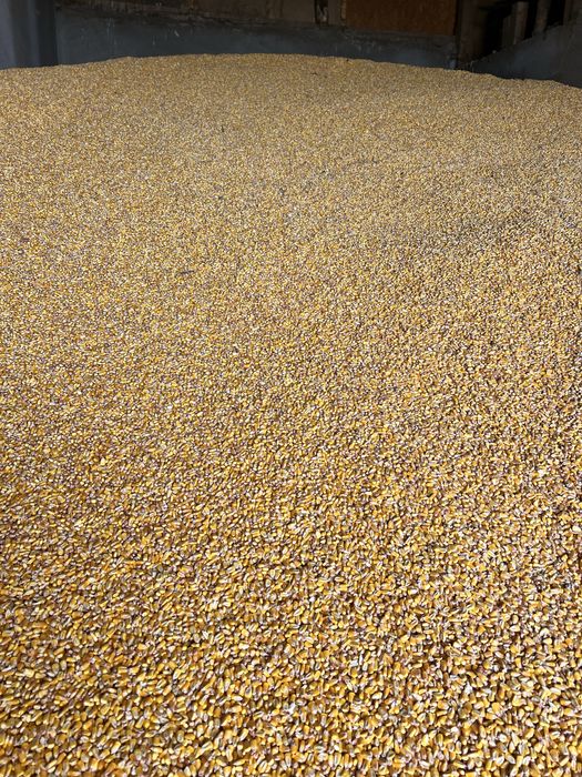 Vand porumb productie 2025