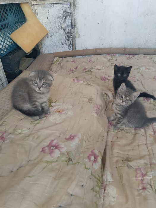 продам котят с мамой, девочки.