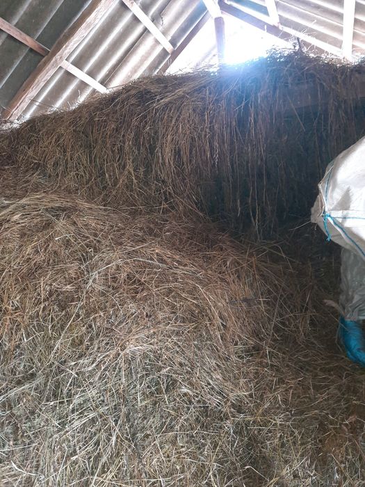 Fân de vânzare ținut în fânar