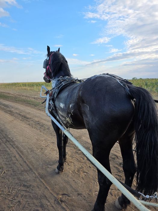 Vand armasar talie mare friz cu trapas