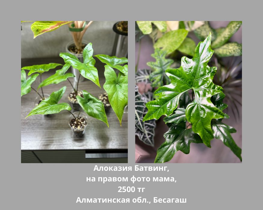 Алоказии разные (детки)