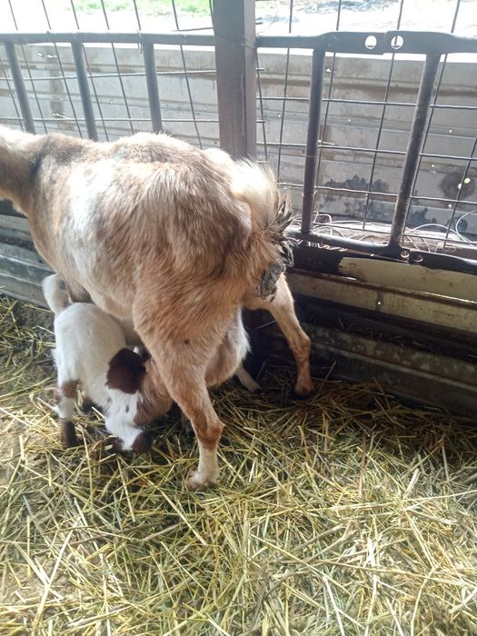 Коза с козлятами