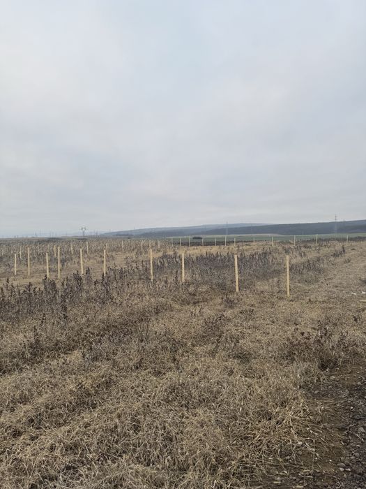 Teren Extravilan Cristur Deva Hunedoara !