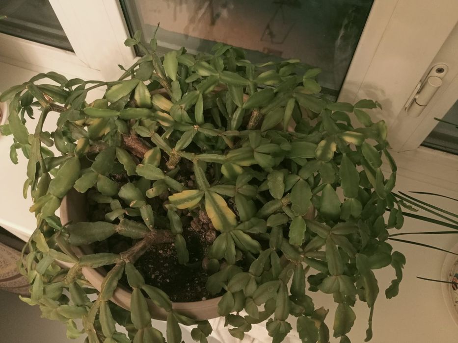 Продаётся цветок декабрист