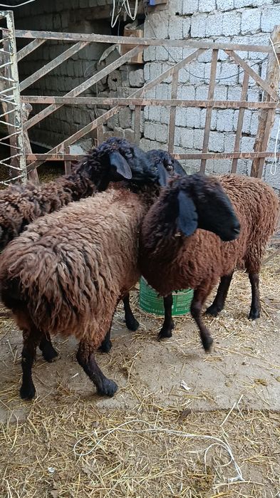 Қўйлар сотилади ҳаммаси ёш