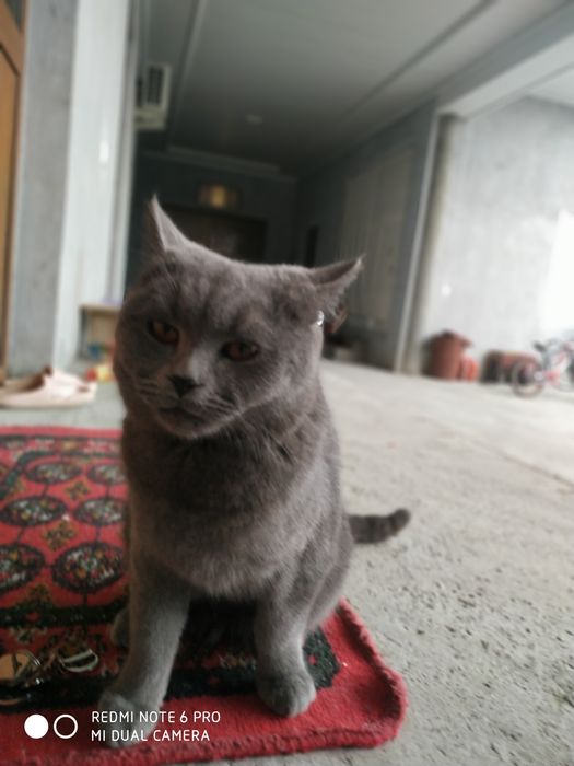 Отдам толка хорошим последний цена 55.00