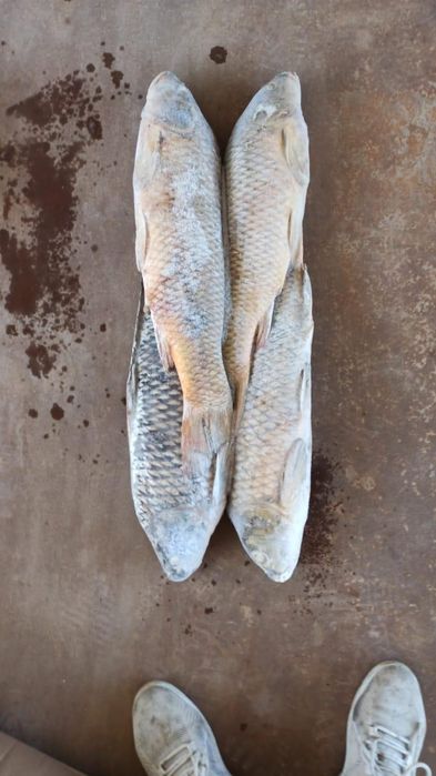 Рыба сазан крупный