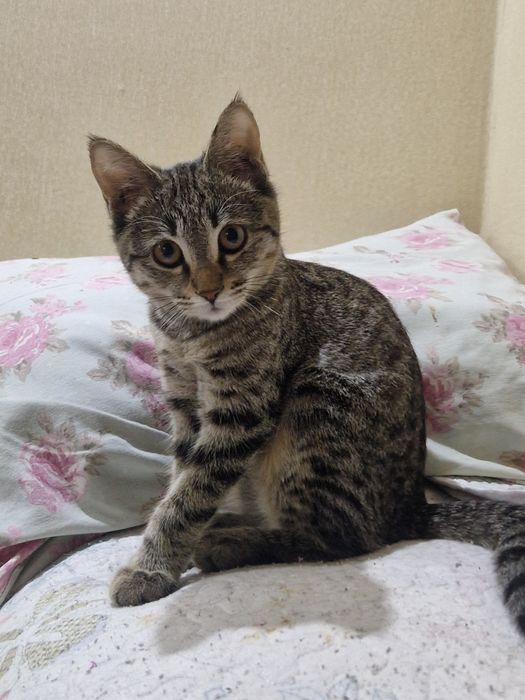 Котенок девочка 3 мес в добрые руки