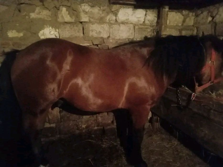 Manz de vanzare  in Odoreu