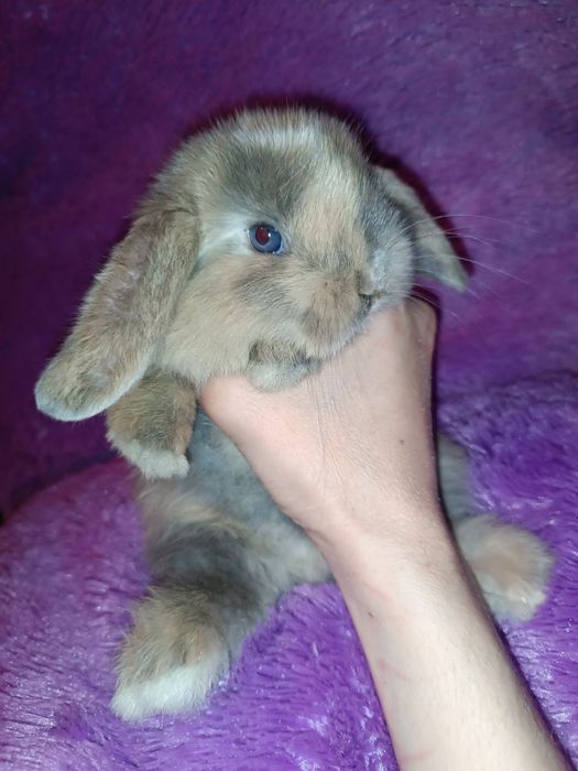 Продаются декоративные кролики порода вислоухий баран