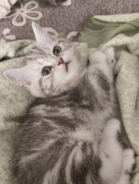 Британскиие котята