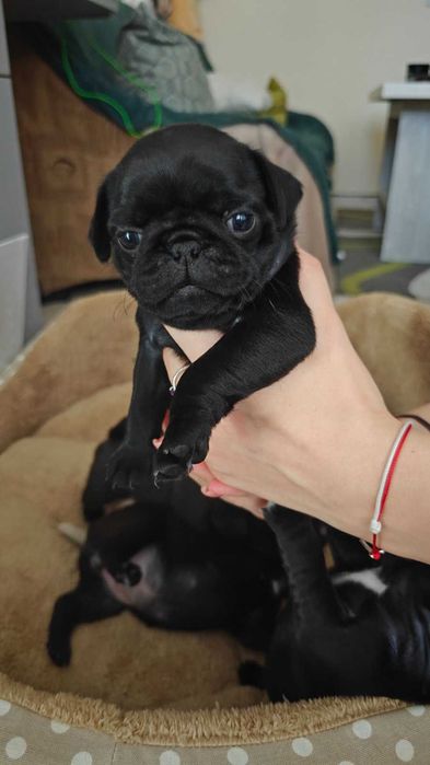 Сладки Бебета Мопсчета