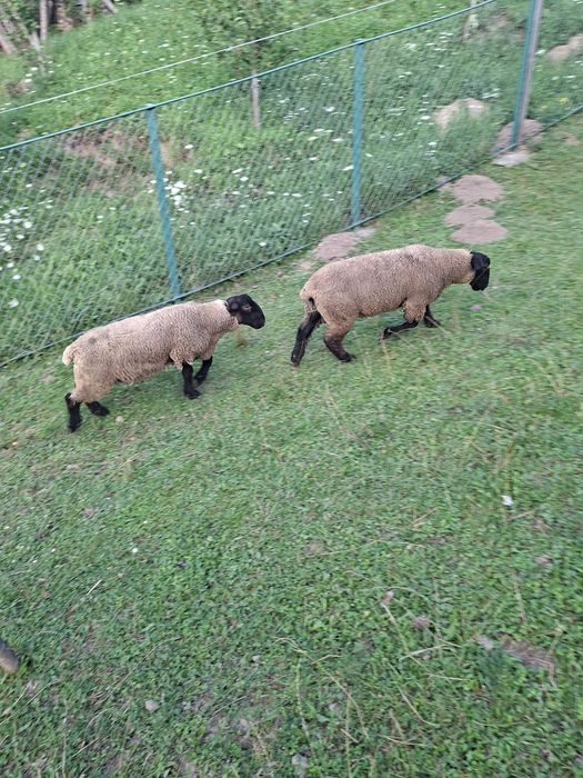 Oi suffolk de vânzare