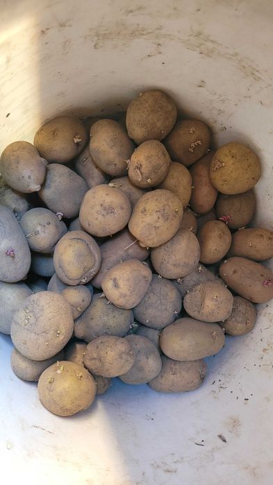 Продам домашнюю картошку