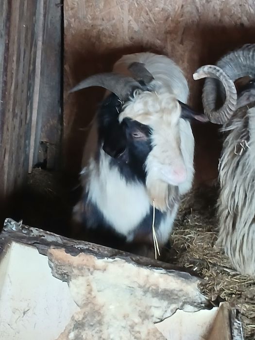 Schimb 4 țapi cu diverse