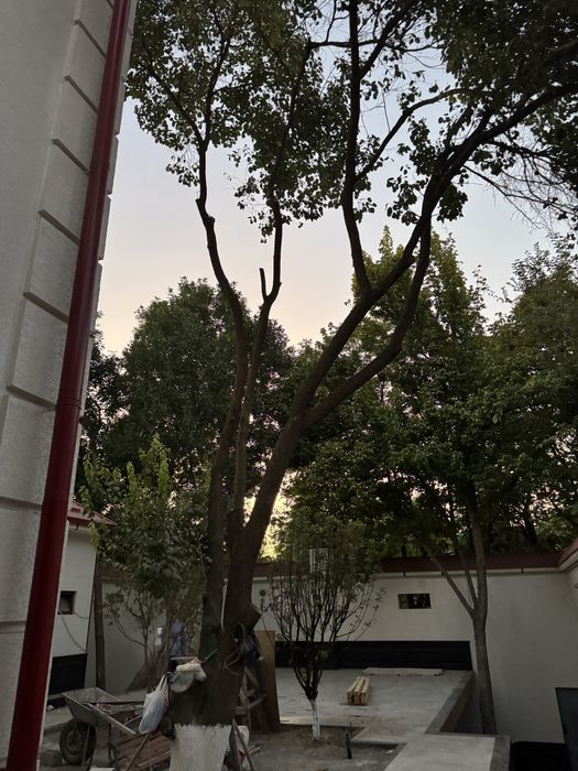 Продаётся Дрова ( утин учун ) урюк