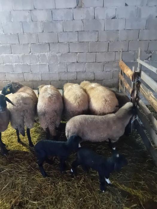 Vând oi carabase sârbești