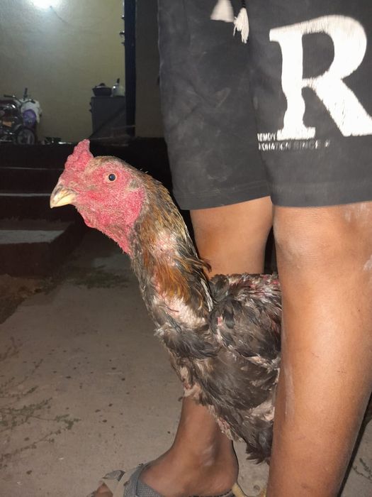 Қораз жасы 1жас келісемыз