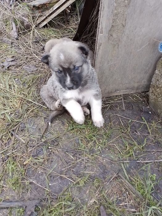 Donez catei talie mica, medie