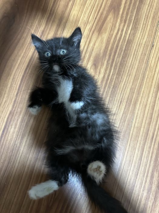 Отдам котят в добрые руки(мальчики)