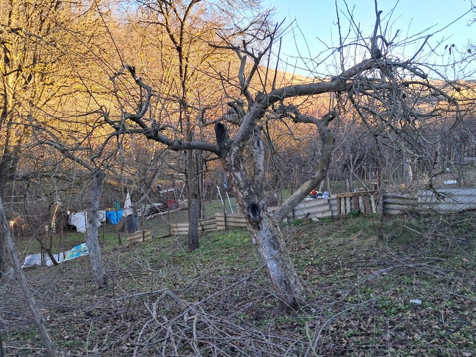 Executam lucrări de defrișat terenuri ,curățat pomi, Toaletare arbori