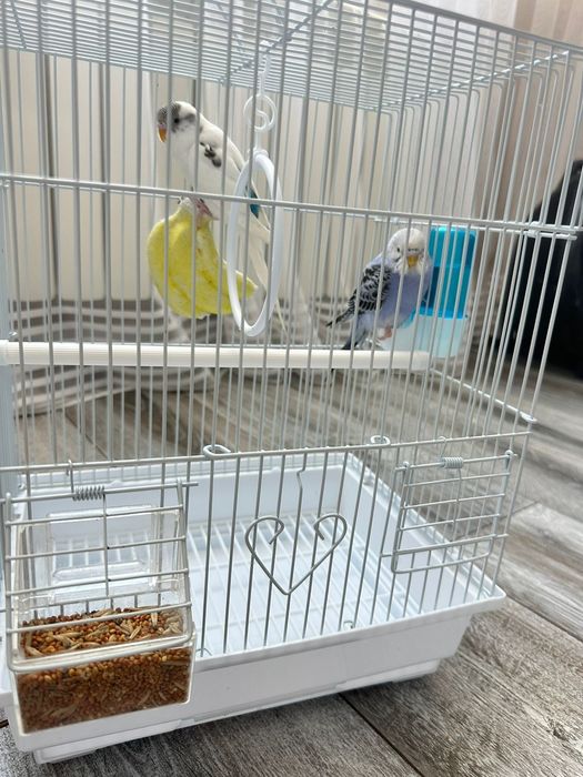 волнистые попугаи