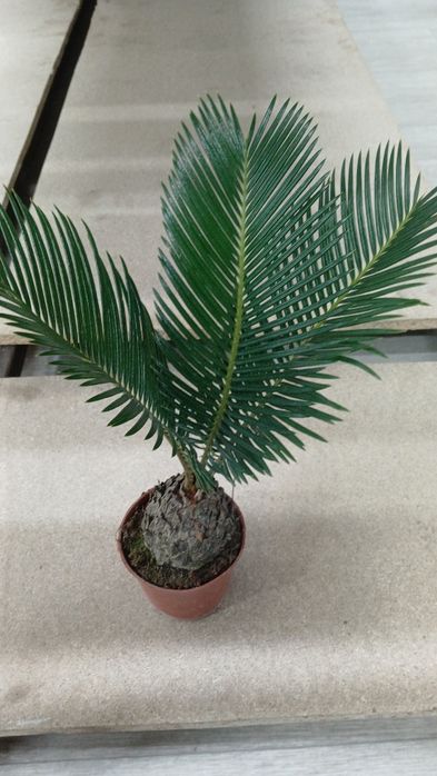 Комнатные растения