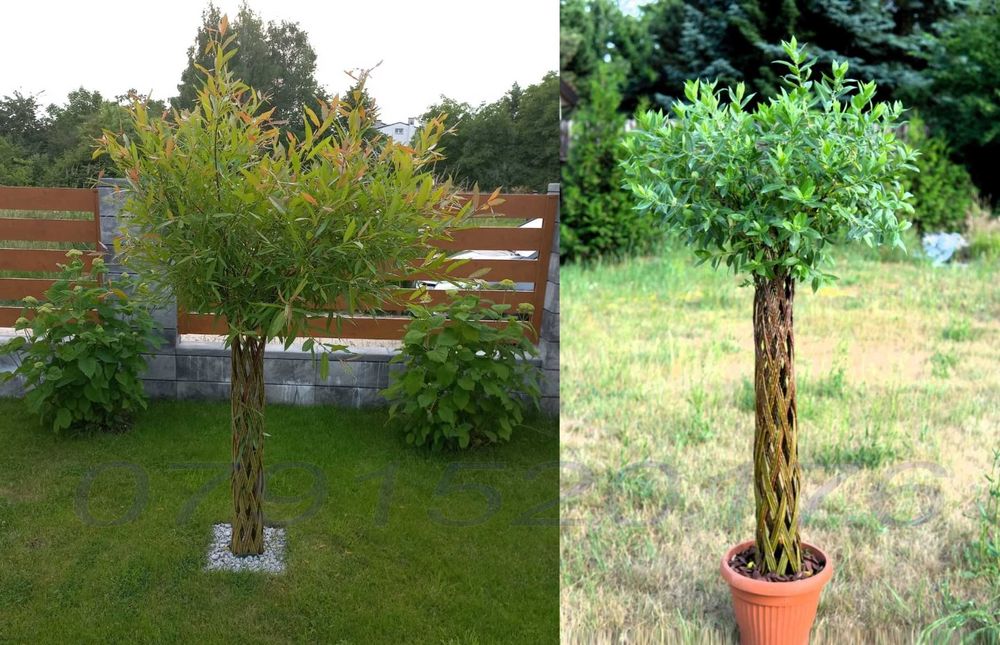 Salcie Salix americana tulpina impletita la ghiveci Posibilitate cumparare angro! Documente fiscale + Garantie + Inaltimi intre 140 - 300cm...