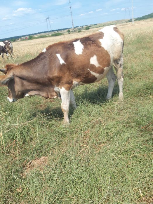 Vand junica foarte buna