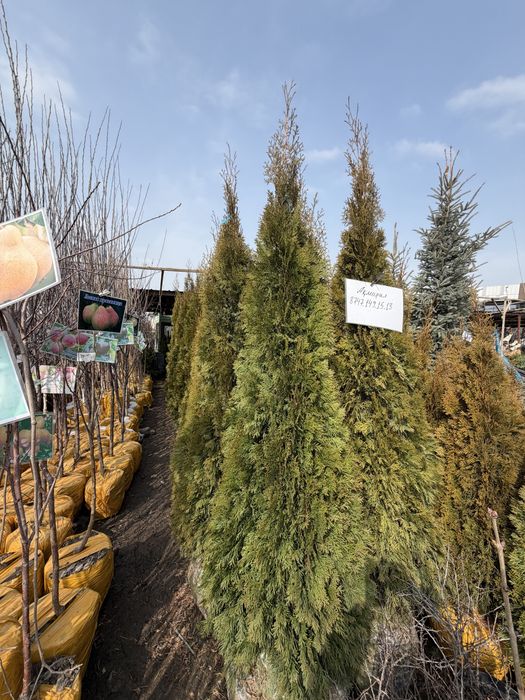 Туя Смарагд. Туя Пирамидальный