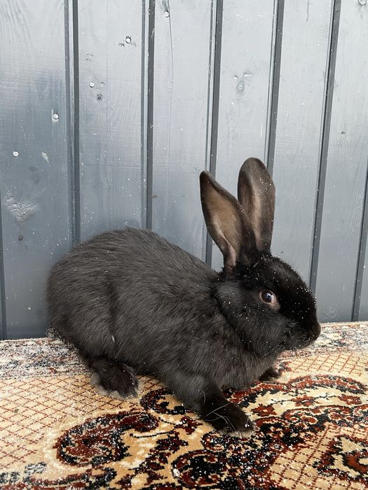 Vând mascul UG negru de 4 luni