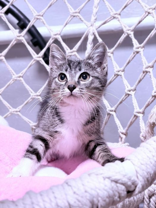 Серенькая кошечка ищет дом