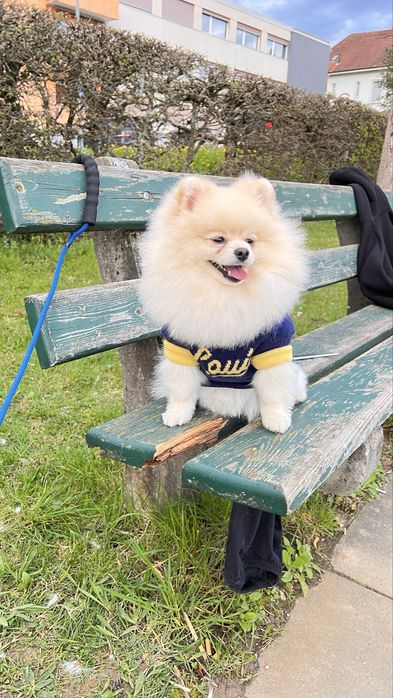 Вязка (шпиц) 3 года