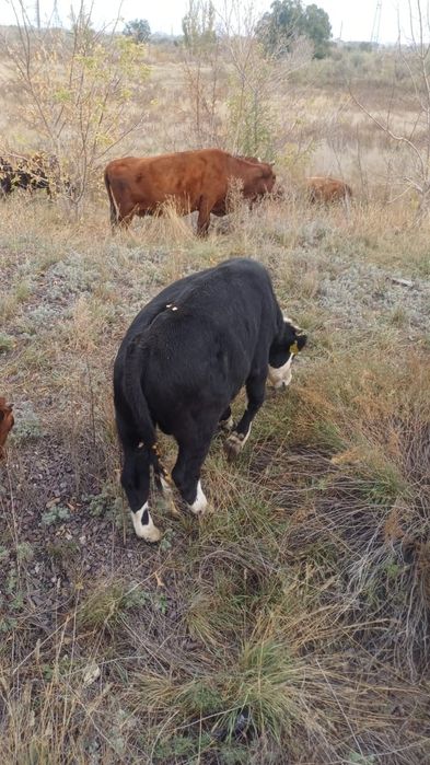 Продается бычок на откорм