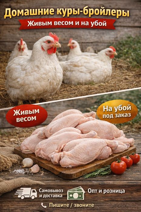 Домашние куры-бройлеры