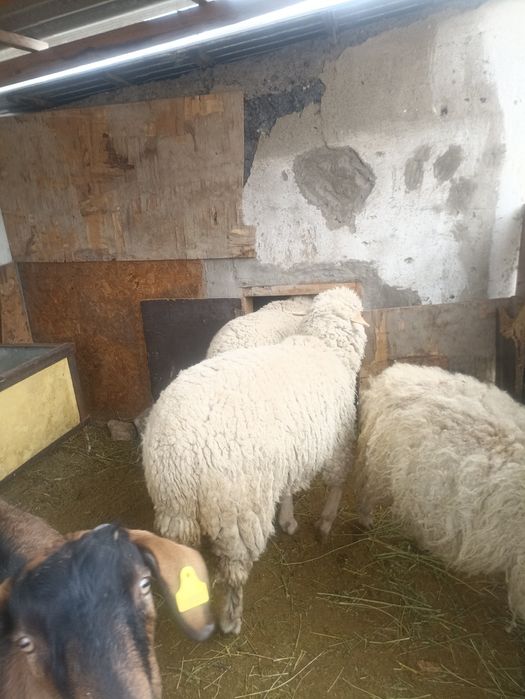 Меринос тохтушки, непокрытые.