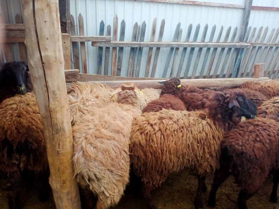 Семіз қой сатылады